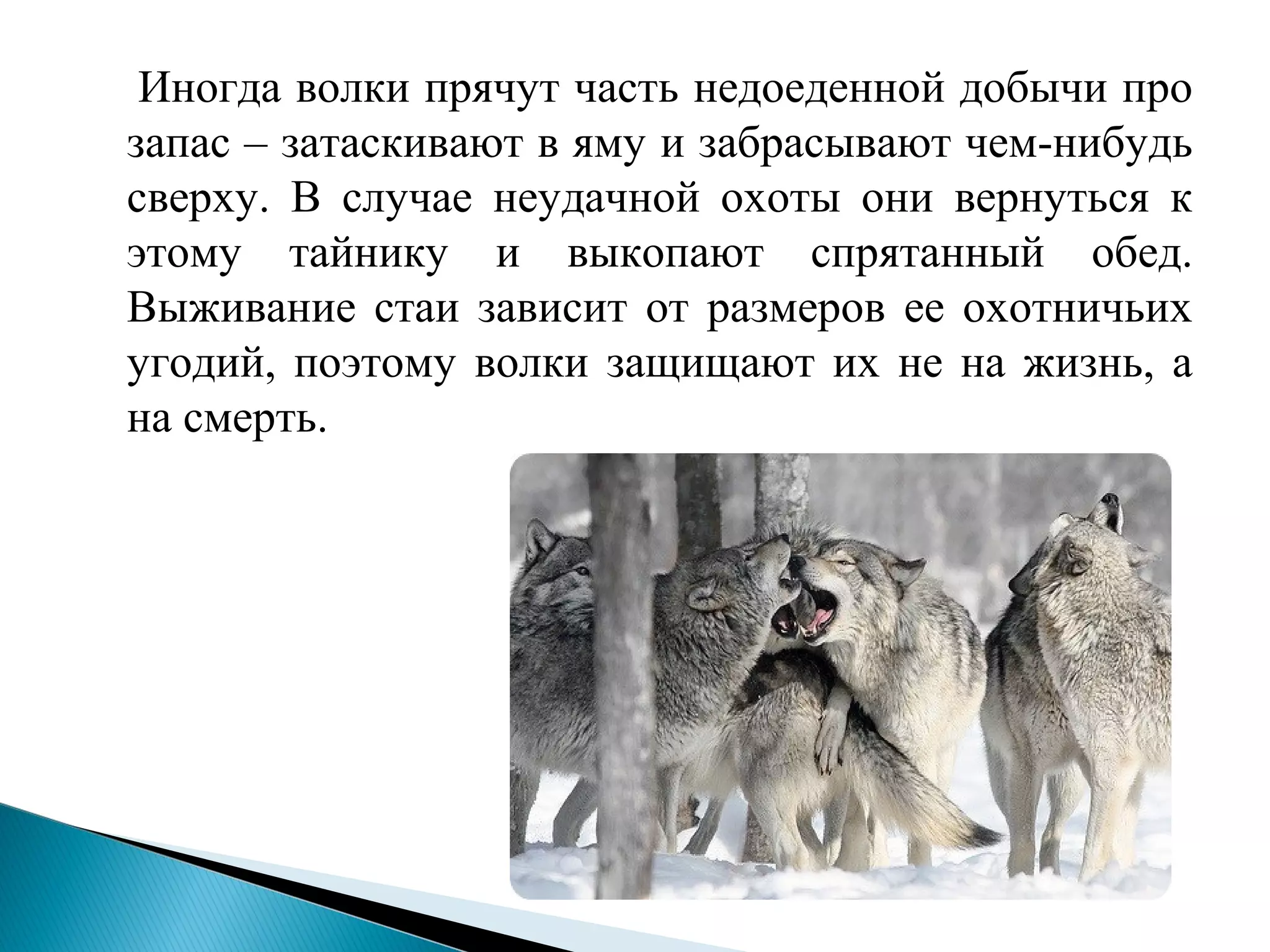 Иногда волки прячут часть недоеденной добычи про
запас – затаскивают в яму и забрасывают чем-нибудь
сверху. В случае неудачной охоты они вернуться к
этому тайнику и выкопают спрятанный обед.
Выживание стаи зависит от размеров ее охотничьих
угодий, поэтому волки защищают их не на жизнь, а
на смерть.
 