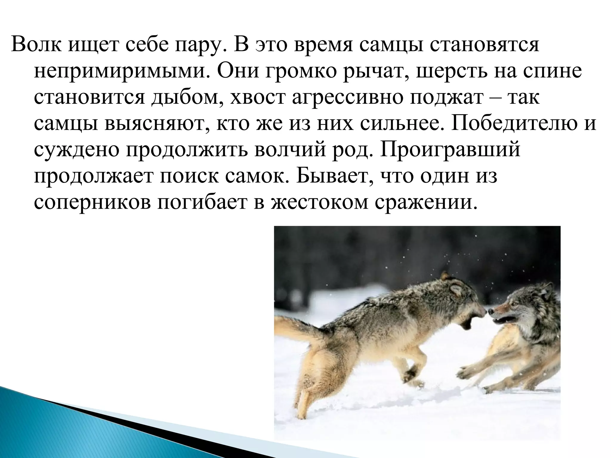 Волк ищет себе пару. В это время самцы становятся
непримиримыми. Они громко рычат, шерсть на спине
становится дыбом, хвост агрессивно поджат – так
самцы выясняют, кто же из них сильнее. Победителю и
суждено продолжить волчий род. Проигравший
продолжает поиск самок. Бывает, что один из
соперников погибает в жестоком сражении.
 
