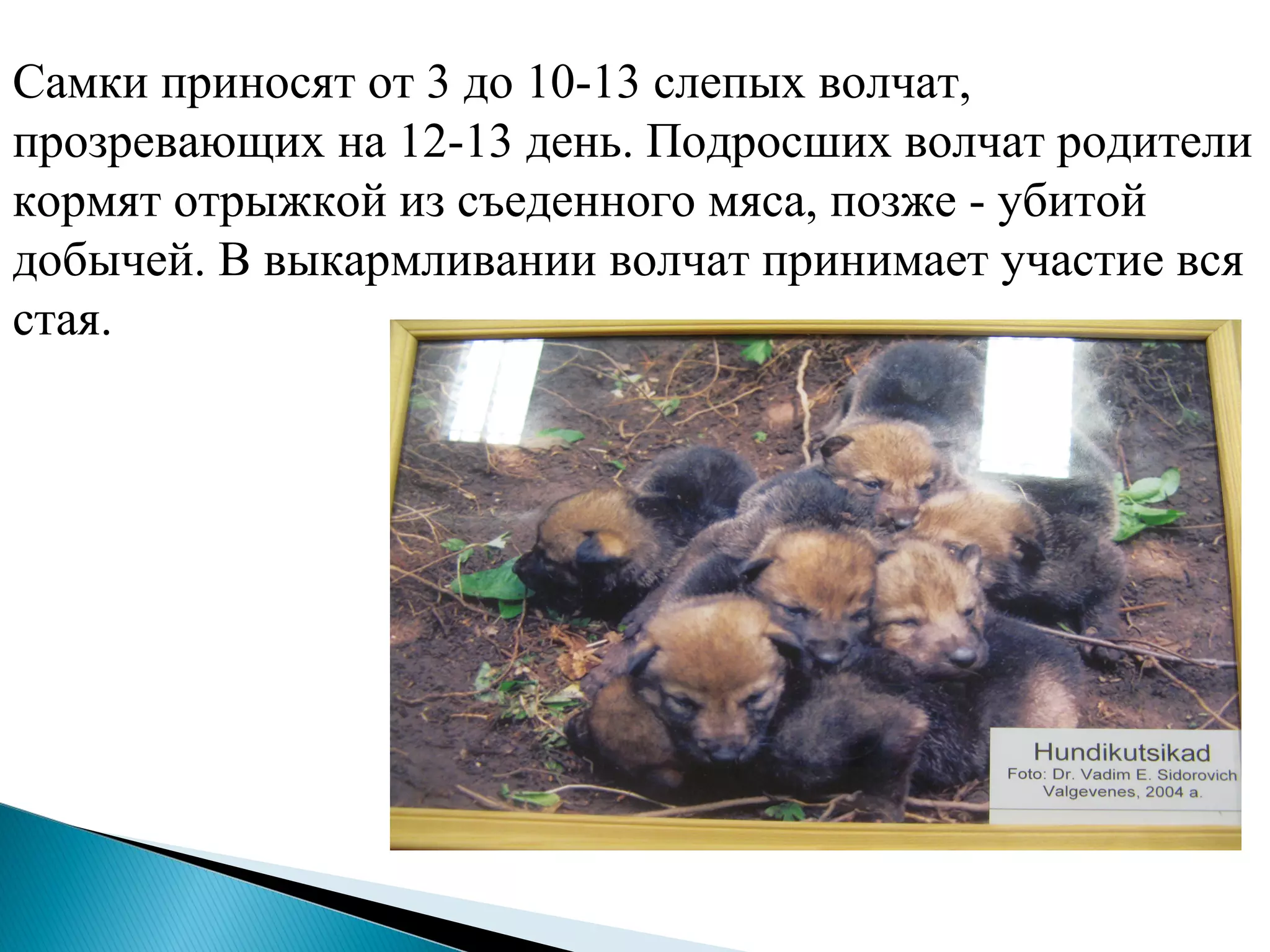 Самки приносят от 3 до 10-13 слепых волчат,
прозревающих на 12-13 день. Подросших волчат родители
кормят отрыжкой из съеденного мяса, позже - убитой
добычей. В выкармливании волчат принимает участие вся
стая.
 