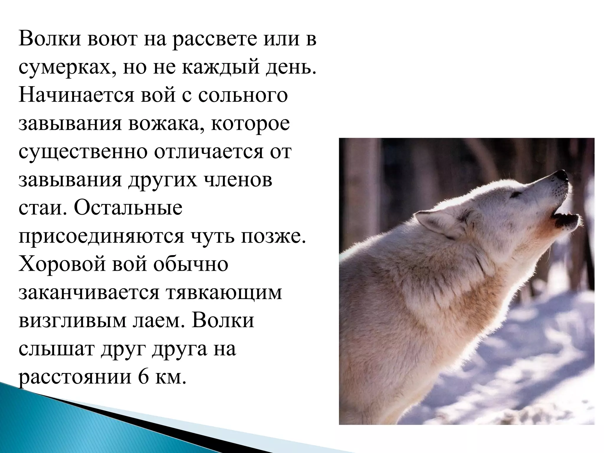 Волки воют на рассвете или в
сумерках, но не каждый день.
Начинается вой с сольного
завывания вожака, которое
существенно отличается от
завывания других членов
стаи. Остальные
присоединяются чуть позже.
Хоровой вой обычно
заканчивается тявкающим
визгливым лаем. Волки
слышат друг друга на
расстоянии 6 км.
 