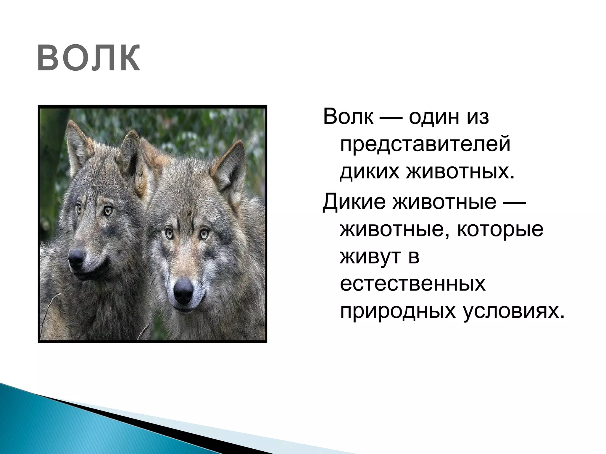 ВОЛК
Волк — один из
представителей
диких животных.
Дикие животные —
животные, которые
живут в
естественных
природных условиях.
 