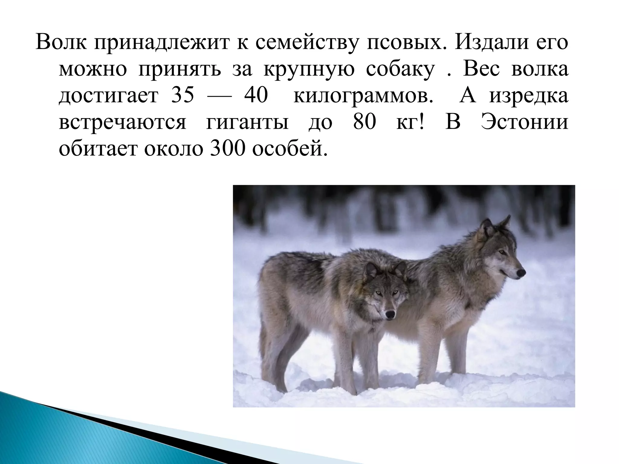 Волк принадлежит к семейству псовых. Издали его
можно принять за крупную собаку . Вес волка
достигает 35 — 40 килограммов. А изредка
встречаются гиганты до 80 кг! В Эстонии
обитает около 300 особей.
 