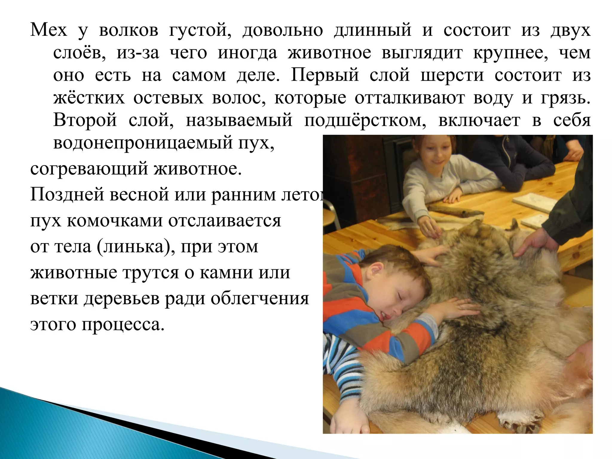 Мех у волков густой, довольно длинный и состоит из двух
слоёв, из-за чего иногда животное выглядит крупнее, чем
оно есть на самом деле. Первый слой шерсти состоит из
жёстких остевых волос, которые отталкивают воду и грязь.
Второй слой, называемый подшёрстком, включает в себя
водонепроницаемый пух,
согревающий животное.
Поздней весной или ранним летом
пух комочками отслаивается
от тела (линька), при этом
животные трутся о камни или
ветки деревьев ради облегчения
этого процесса.
 
