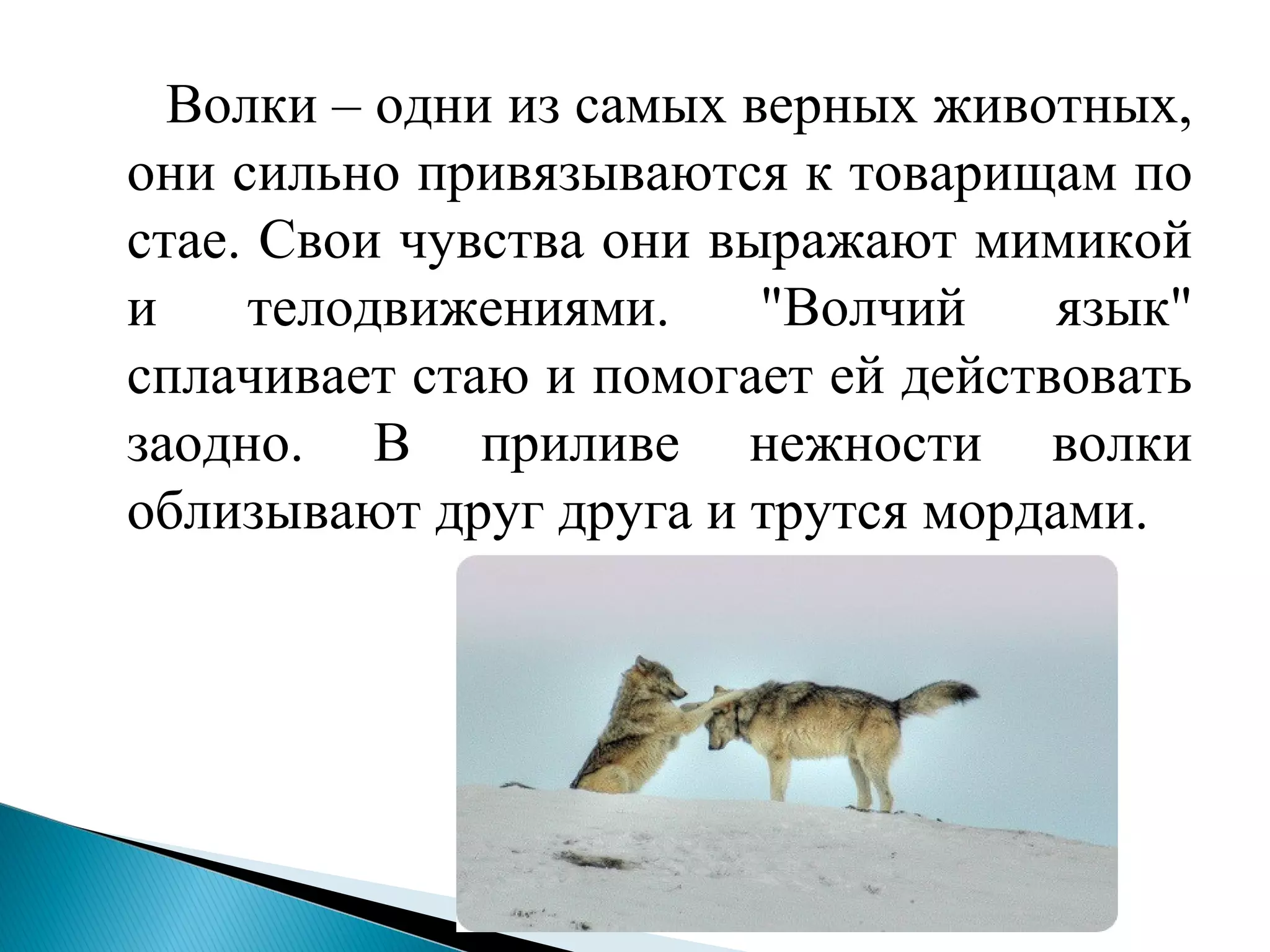 Волки – одни из самых верных животных,
они сильно привязываются к товарищам по
стае. Свои чувства они выражают мимикой
и телодвижениями. "Волчий язык"
сплачивает стаю и помогает ей действовать
заодно. В приливе нежности волки
облизывают друг друга и трутся мордами.
 