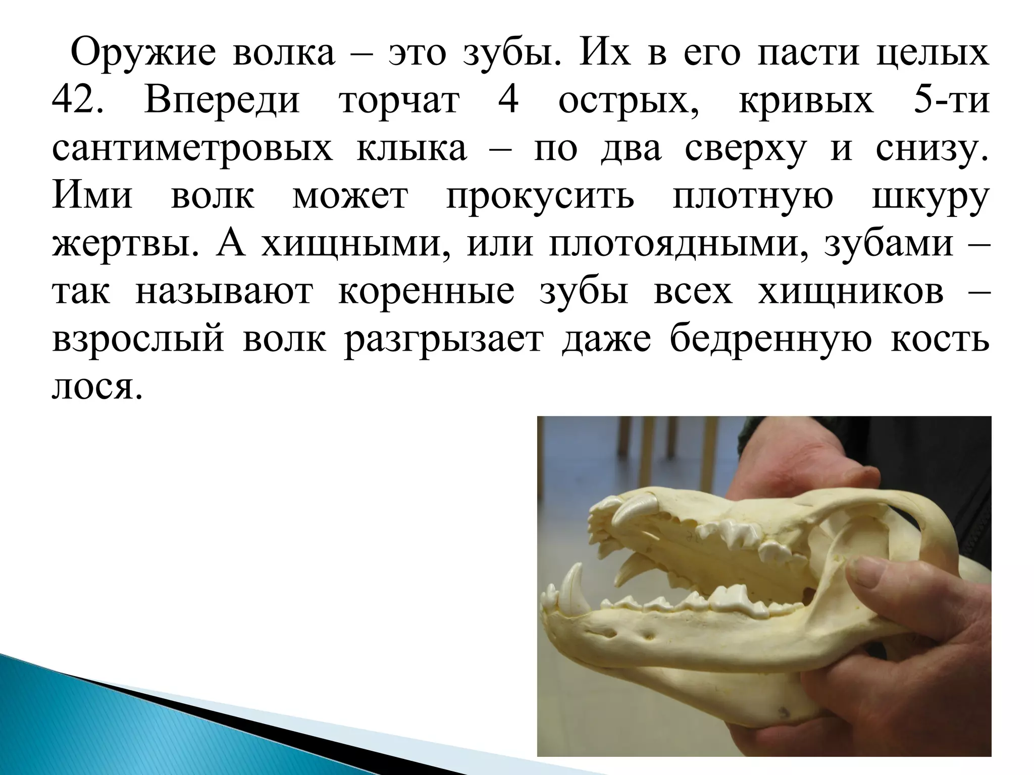 Оружие волка – это зубы. Их в его пасти целых
42. Впереди торчат 4 острых, кривых 5-ти
сантиметровых клыка – по два сверху и снизу.
Ими волк может прокусить плотную шкуру
жертвы. А хищными, или плотоядными, зубами –
так называют коренные зубы всех хищников –
взрослый волк разгрызает даже бедренную кость
лося.
 