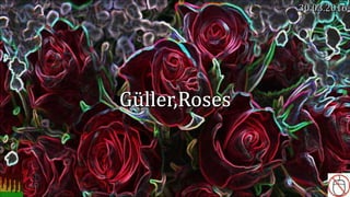 Güller,Roses