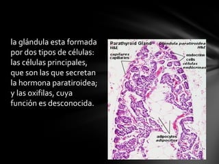 la glándula esta formada
por dos tipos de células:
las células principales,
que son las que secretan
la hormona paratiroidea;
y las oxifilas, cuya
función es desconocida.
 