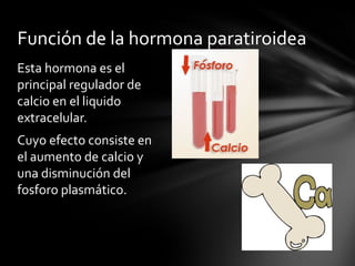 Función de la hormona paratiroidea
Esta hormona es el
principal regulador de
calcio en el liquido
extracelular.
Cuyo efecto consiste en
el aumento de calcio y
una disminución del
fosforo plasmático.
 