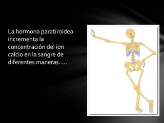 La hormona paratiroidea
incrementa la
concentración del ion
calcio en la sangre de
diferentes maneras…..
 