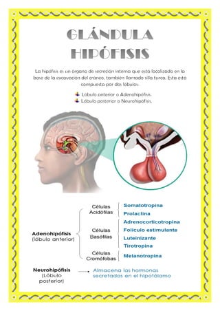 Glándula Hipófisis | PDF