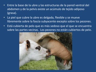• Entre la base de la ubre y las estructuras de la pared ventral del
abdomen y de la pelvis existe un acúmulo de tejido adiposo
(grasa).
• La piel que cubre la ubre es delgada, flexible y se mueve
libremente sobre la fascia subyacente excepto sobre los pezones.
• Está cubierta de pelo que es más sedoso que el que se encuentra
sobre las partes vecinas. Los pezones no están cubiertos de pelo.
 