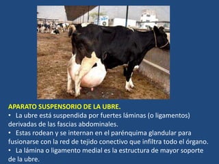 APARATO SUSPENSORIO DE LA UBRE.
• La ubre está suspendida por fuertes láminas (o ligamentos)
derivadas de las fascias abdominales.
• Estas rodean y se internan en el parénquima glandular para
fusionarse con la red de tejido conectivo que infiltra todo el órgano.
• La lámina o ligamento medial es la estructura de mayor soporte
de la ubre.
 