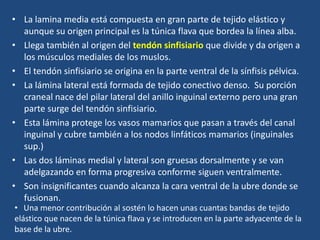 • La lamina media está compuesta en gran parte de tejido elástico y
aunque su origen principal es la túnica flava que bordea la línea alba.
• Llega también al origen del tendón sinfisiario que divide y da origen a
los músculos mediales de los muslos.
• El tendón sinfisiario se origina en la parte ventral de la sínfisis pélvica.
• La lámina lateral está formada de tejido conectivo denso. Su porción
craneal nace del pilar lateral del anillo inguinal externo pero una gran
parte surge del tendón sinfisiario.
• Esta lámina protege los vasos mamarios que pasan a través del canal
inguinal y cubre también a los nodos linfáticos mamarios (inguinales
sup.)
• Las dos láminas medial y lateral son gruesas dorsalmente y se van
adelgazando en forma progresiva conforme siguen ventralmente.
• Son insignificantes cuando alcanza la cara ventral de la ubre donde se
fusionan.
• Una menor contribución al sostén lo hacen unas cuantas bandas de tejido
elástico que nacen de la túnica flava y se introducen en la parte adyacente de la
base de la ubre.
 