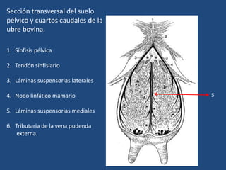 Sección transversal del suelo
pélvico y cuartos caudales de la
ubre bovina.
1. Sínfisis pélvica
2. Tendón sinfisiario
3. Láminas suspensorias laterales
4. Nodo linfático mamario
5. Láminas suspensorias mediales
6. Tributaria de la vena pudenda
externa.
5
 