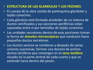 • ESTRUCTURA DE LAS GLANDULAS Y LOS PEZONES
• El cuerpo de la ubre consta de parénquima glandular y
tejido conectivo.
• Cada glándula está formada alrededor de un sistema de
ductos ramificados y sus secciones periféricas están
separadas entre si por laminillas de tejido conectivo.
• Las unidades secretoras dentro de esas porciones toman
la forma de alveolos microscópicos que conducen hacia
pequeños ductos excretores.
• Los ductos vecinos se combinan y después de varias
uniones suscesivas, forman una docena de anchos
ductos lactíferos que convergen en el seno lactífero
situado en la parte ventral de cada cuarto y que se
extiende hacia dentro del pezón.
 