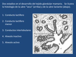 Dos estadios en el desarrollo del tejido glandular mamario. Se ilustra
la histología de la ubre “seca” (arriba) y de la ubre lactante (abajo).
1. Conducto lactífero
2. Conducto lactífero
menor
3. Conductos interlobulares
4. Alveolo inactivo
5. Alveolo activo
 