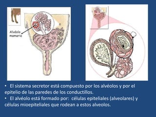 • El sistema secretor está compuesto por los alvéolos y por el
epitelio de las paredes de los conductillos.
• El alvéolo está formado por: células epiteliales (alveolares) y
células mioepiteliales que rodean a estos alveolos.
 