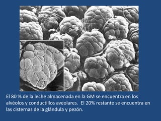 El 80 % de la leche almacenada en la GM se encuentra en los
alvéolos y conductillos aveolares. El 20% restante se encuentra en
las cisternas de la glándula y pezón.
 
