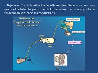 • Bajo la acción de la oxitocina las células mioepiteliales se contraen
apretando el alvéolo, por lo cual la luz del mismo se reduce y la leche
almacenada sale hacia los conductillos.
 