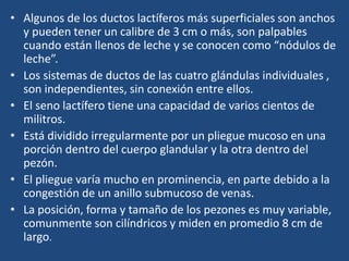 • Algunos de los ductos lactíferos más superficiales son anchos
y pueden tener un calibre de 3 cm o más, son palpables
cuando están llenos de leche y se conocen como “nódulos de
leche”.
• Los sistemas de ductos de las cuatro glándulas individuales ,
son independientes, sin conexión entre ellos.
• El seno lactífero tiene una capacidad de varios cientos de
militros.
• Está dividido irregularmente por un pliegue mucoso en una
porción dentro del cuerpo glandular y la otra dentro del
pezón.
• El pliegue varía mucho en prominencia, en parte debido a la
congestión de un anillo submucoso de venas.
• La posición, forma y tamaño de los pezones es muy variable,
comunmente son cilíndricos y miden en promedio 8 cm de
largo.
 