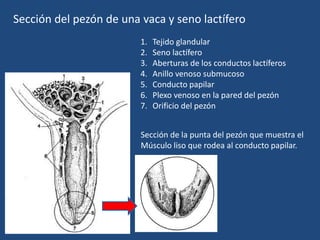Sección del pezón de una vaca y seno lactífero
1. Tejido glandular
2. Seno lactífero
3. Aberturas de los conductos lactíferos
4. Anillo venoso submucoso
5. Conducto papilar
6. Plexo venoso en la pared del pezón
7. Orificio del pezón
Sección de la punta del pezón que muestra el
Músculo liso que rodea al conducto papilar.
 
