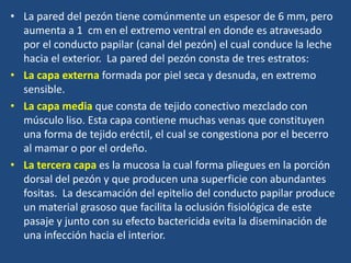 • La pared del pezón tiene comúnmente un espesor de 6 mm, pero
aumenta a 1 cm en el extremo ventral en donde es atravesado
por el conducto papilar (canal del pezón) el cual conduce la leche
hacia el exterior. La pared del pezón consta de tres estratos:
• La capa externa formada por piel seca y desnuda, en extremo
sensible.
• La capa media que consta de tejido conectivo mezclado con
músculo liso. Esta capa contiene muchas venas que constituyen
una forma de tejido eréctil, el cual se congestiona por el becerro
al mamar o por el ordeño.
• La tercera capa es la mucosa la cual forma pliegues en la porción
dorsal del pezón y que producen una superficie con abundantes
fositas. La descamación del epitelio del conducto papilar produce
un material grasoso que facilita la oclusión fisiológica de este
pasaje y junto con su efecto bactericida evita la diseminación de
una infección hacia el interior.
 