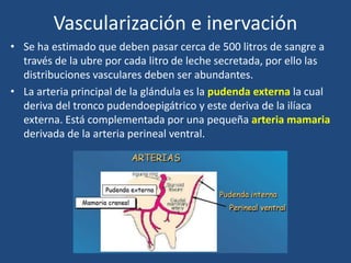 Vascularización e inervación
• Se ha estimado que deben pasar cerca de 500 litros de sangre a
través de la ubre por cada litro de leche secretada, por ello las
distribuciones vasculares deben ser abundantes.
• La arteria principal de la glándula es la pudenda externa la cual
deriva del tronco pudendoepigátrico y este deriva de la ilíaca
externa. Está complementada por una pequeña arteria mamaria
derivada de la arteria perineal ventral.
 