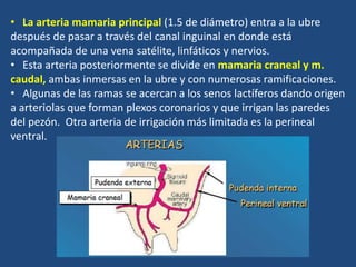 • La arteria mamaria principal (1.5 de diámetro) entra a la ubre
después de pasar a través del canal inguinal en donde está
acompañada de una vena satélite, linfáticos y nervios.
• Esta arteria posteriormente se divide en mamaria craneal y m.
caudal, ambas inmersas en la ubre y con numerosas ramificaciones.
• Algunas de las ramas se acercan a los senos lactíferos dando origen
a arteriolas que forman plexos coronarios y que irrigan las paredes
del pezón. Otra arteria de irrigación más limitada es la perineal
ventral.
 