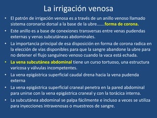 La irrigación venosa
• El patrón de irrigación venosa es a través de un anillo venoso llamado
sistema coronario dorsal a la base de la ubre…….forma de corona.
• Este anillo es a base de conexiones transversas entre venas pudendas
externas y venas subcutáneas abdominales.
• La importancia principal de esa disposición en forma de corona radica en
la elección de vías disponibles para que la sangre abandone la ubre para
no detener el flujo sanguíneo venoso cuando la vaca está echada.
• La vena subcutánea abdominal tiene un curso tortuoso, una estructura
varicosa y válvulas incompetentes.
• La vena epigástrica superficial caudal drena hacia la vena pudenda
externa
• La vena epigástrica superficial craneal penetra en la pared abdominal
para unirse con la vena epigástrica craneal y con la torácica interna.
• La subcutánea abdominal se palpa fácilmente e incluso a veces se utiliza
para inyecciones intravenosas o muestreos de sangre.
 