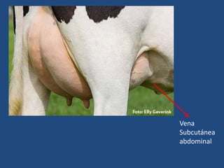 Vena
Subcutánea
abdominal
 