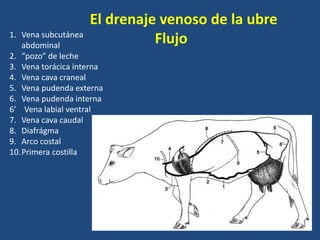 El drenaje venoso de la ubre
Flujo1. Vena subcutánea
abdominal
2. “pozo” de leche
3. Vena torácica interna
4. Vena cava craneal
5. Vena pudenda externa
6. Vena pudenda interna
6’ Vena labial ventral
7. Vena cava caudal
8. Diafrágma
9. Arco costal
10.Primera costilla
 