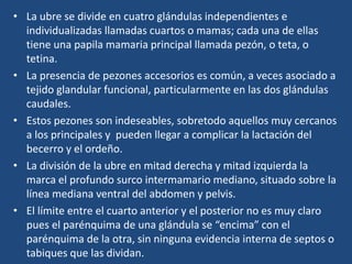• La ubre se divide en cuatro glándulas independientes e
individualizadas llamadas cuartos o mamas; cada una de ellas
tiene una papila mamaria principal llamada pezón, o teta, o
tetina.
• La presencia de pezones accesorios es común, a veces asociado a
tejido glandular funcional, particularmente en las dos glándulas
caudales.
• Estos pezones son indeseables, sobretodo aquellos muy cercanos
a los principales y pueden llegar a complicar la lactación del
becerro y el ordeño.
• La división de la ubre en mitad derecha y mitad izquierda la
marca el profundo surco intermamario mediano, situado sobre la
línea mediana ventral del abdomen y pelvis.
• El límite entre el cuarto anterior y el posterior no es muy claro
pues el parénquima de una glándula se “encima” con el
parénquima de la otra, sin ninguna evidencia interna de septos o
tabiques que las dividan.
 