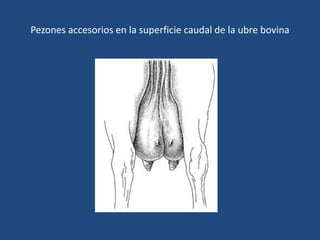 Pezones accesorios en la superficie caudal de la ubre bovina
 