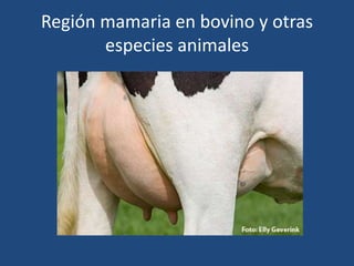 Región mamaria en bovino y otras
especies animales
 