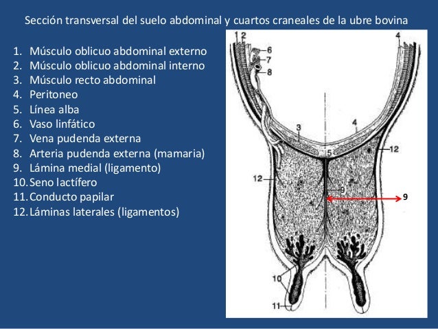 Estructura De Una Glandula Mamaria