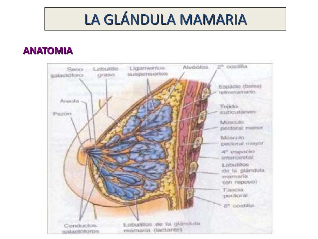 Glándula mamaria anatomia y lactancia