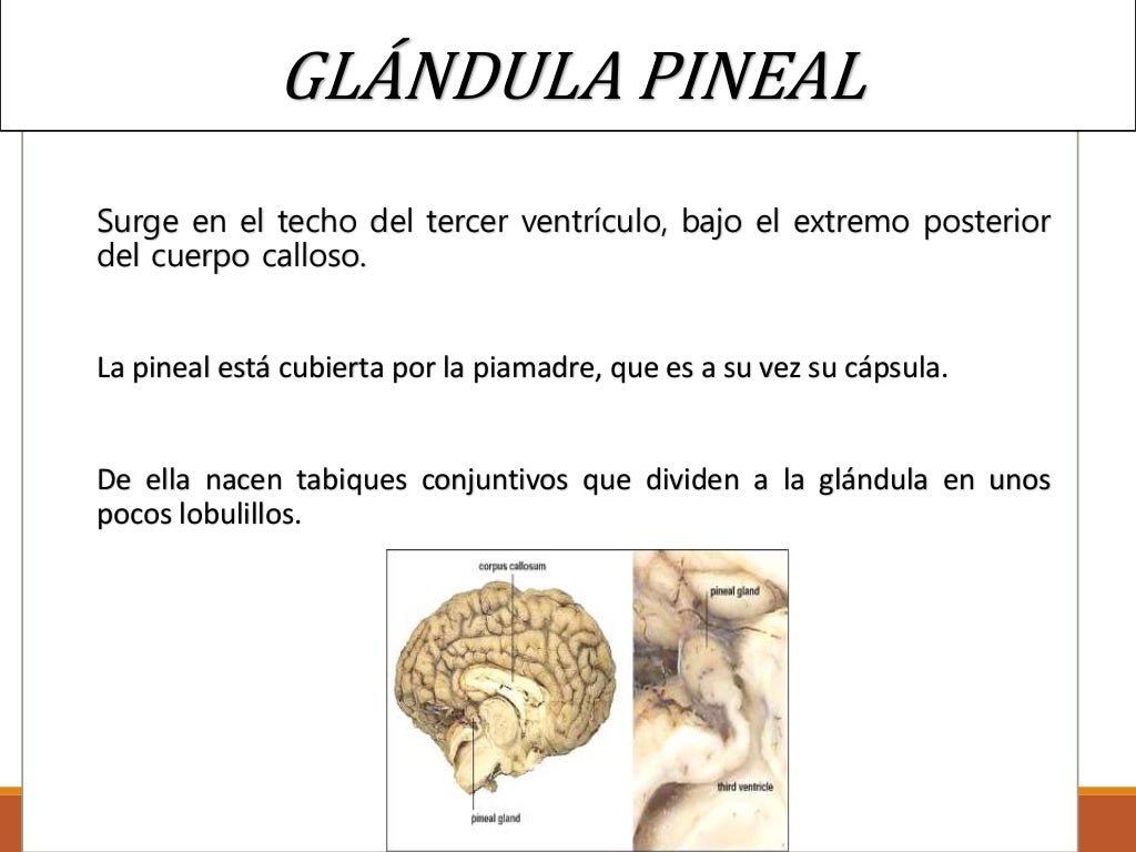Histologia de la Glándula pineal