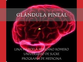 GLÁNDULA PINEAL

LINA MARCELA MERLANO ROMERO
UNIVERSIDAD DE SUCRE
PROGRAMA DE MEDICINA

 