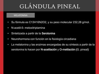 GLÁNDULA PINEAL
MELATONINA

• Su fórmula es C13H16N2O2, y su peso molecular 232,28 g/mol.

• N-acetil-5- metoxitriptamina
• Sintetizada a partir de la Serotonina
• Neurohormona con función en la fisiología circadiana

• La melatonina y las enzimas encargadas de su síntesis a partir de la
serotonina lo hacen por N-acetilación y O-metilación (G. pineal)

 