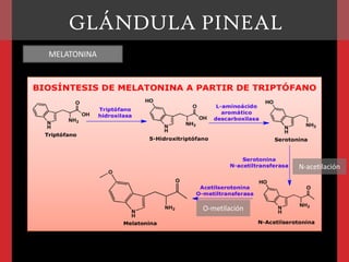 GLÁNDULA PINEAL
MELATONINA

N-acetilación

O-metilación

 
