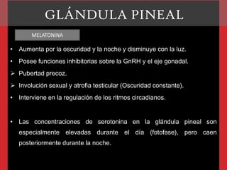 GLÁNDULA PINEAL
MELATONINA

• Aumenta por la oscuridad y la noche y disminuye con la luz.
• Posee funciones inhibitorias sobre la GnRH y el eje gonadal.
 Pubertad precoz.
 Involución sexual y atrofia testicular (Oscuridad constante).

• Interviene en la regulación de los ritmos circadianos.

• Las concentraciones de serotonina en la glándula pineal son

especialmente elevadas durante el día (fotofase), pero caen
posteriormente durante la noche.

 