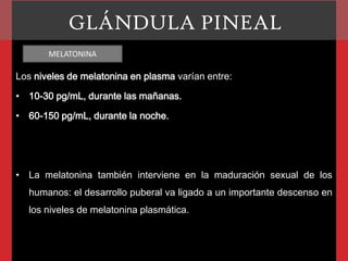 GLÁNDULA PINEAL
MELATONINA

Los niveles de melatonina en plasma varían entre:
• 10-30 pg/mL, durante las mañanas.
• 60-150 pg/mL, durante la noche.

• La melatonina también interviene en la maduración sexual de los
humanos: el desarrollo puberal va ligado a un importante descenso en

los niveles de melatonina plasmática.

 