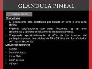 GLÁNDULA PINEAL
ENFERMEDADES

Pineocitoma
• El pineocitoma está constituido por células en torno a una zona
fibrosa.
• Presenta calcificaciones con cierta frecuencia, es de lento
crecimiento y aparece principalmente en adultos jóvenes.
• Comprende aproximadamente el 45% de los tumores del
parénquima pineal. Los adultos de 25 a 35 años son los afectados
con mayor frecuencia.
MANIFESTACIONES
• Vomitar
• Dolor de cabeza
• Hidrocéfalo
• Visión borrosa
• Diplopía

 