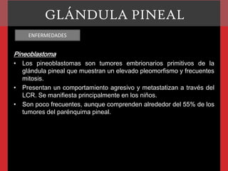 GLÁNDULA PINEAL
ENFERMEDADES

Pineoblastoma
• Los pineoblastomas son tumores embrionarios primitivos de la
glándula pineal que muestran un elevado pleomorfismo y frecuentes
mitosis.
• Presentan un comportamiento agresivo y metastatizan a través del
LCR. Se manifiesta principalmente en los niños.
• Son poco frecuentes, aunque comprenden alrededor del 55% de los
tumores del parénquima pineal.

 