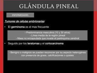 GLÁNDULA PINEAL
ENFERMEDADES

Tumores de células embrionarias
• El germinoma es el mas frecuente
- Predominancia masculina (10 y 30 años)
- Línea media de la región pineal
- Masa no encapsulada que invade el parénquima cerebral

• Seguido por los teratomas y el coriocarcinoma
- Benigno o malignos se pueden reconocer por su aspecto heterogéneo
con presencia de grasa, calcificaciones o quistes

 