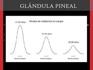 GLÁNDULA PINEAL
• En la edad adulta comienza a aparecer en la glándula concentraciones
de fosfato y carbono de calcio (Arena pineal).
• Estas concentraciones son opacas a los rayos X.
• El desplazamiento de una pineal calcificada de su posición normal
indica la presencia de una lesión que ocupa espacio, tal como un
tumor cerebral .

 