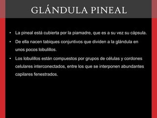 GLÁNDULA PINEAL
• La pineal está cubierta por la piamadre, que es a su vez su cápsula.

• De ella nacen tabiques conjuntivos que dividen a la glándula en
unos pocos lobulillos.
• Los lobulillos están compuestos por grupos de células y cordones
celulares interconectados, entre los que se interponen abundantes
capilares fenestrados.

 