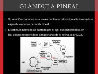 GLÁNDULA PINEAL
• Su relación con la luz es a través del tracto retinohipotalámico-médula
espinal- simpático cervical- pineal:
 El estimulo nervioso es captado por el ojo, específicamente, en
las células fotosensibles ganglionares de la retina, o ipRGCs.

 