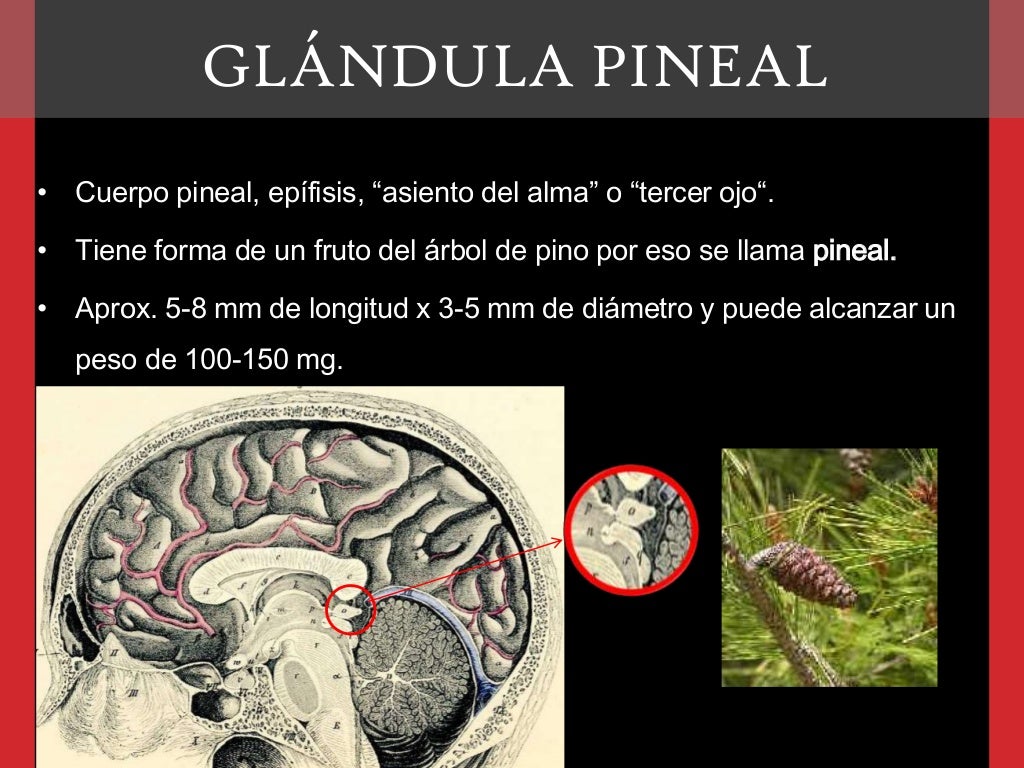 Glándula pineal