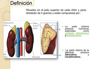 Definición Situadas en el polo superior de cada riñón y pesa alrededor de 4 gramos y están compuestas por : La parte externa produce hormonas esteroides como cortisol, aldosterona y testosterona. La parte interna de la glándula produce adrenalina y noradrenalina.